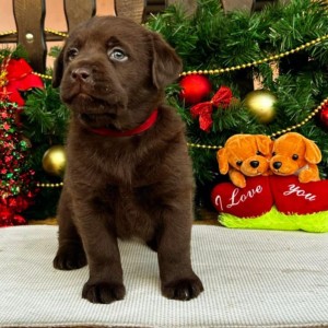 Labrador retriver čokoladni štenci na prodaju