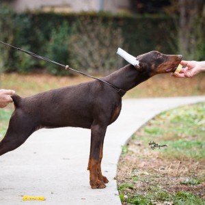Doberman štenci na prodaju