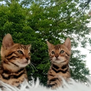 Bengalski Macici
