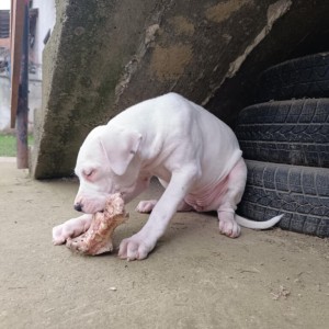 Dogo Argentino štenci