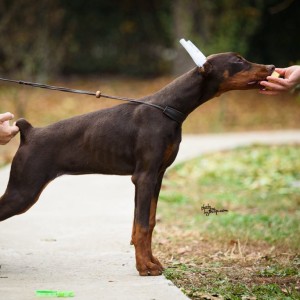 Doberman štenci na prodaju