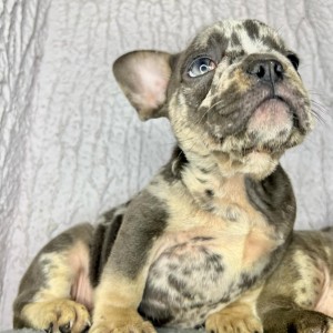 Francuski Buldog stenci egzoticnih boja