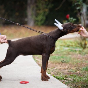 Doberman štenci na prodaju