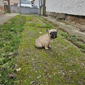 Francuski buldog stenci