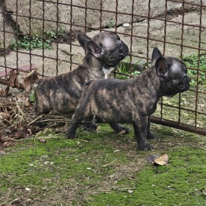 Francuski buldog stenci