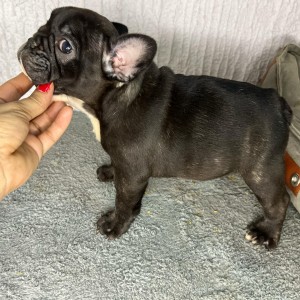 Francuski buldog stenci