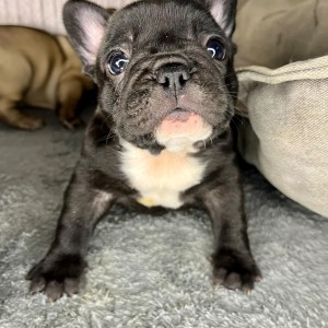 Francuski buldog stenci