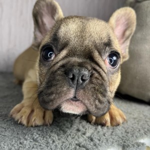 Francuski buldog stenci