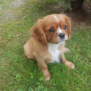 CAVALIER KING CHARLES ŠPANIEL štenci, moguća dostava, pomoć u odgoju i školovanju