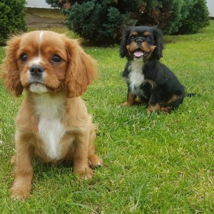 CAVALIER KING CHARLES ŠPANIEL štenci, moguća dostava, pomoć u odgoju i školovanju