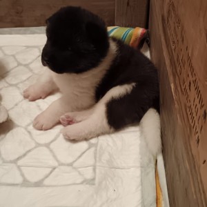 Američka Akita štenci