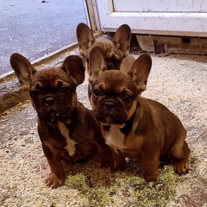 Francuski Buldog muški štenci