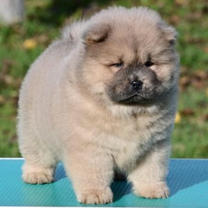 Chow Chow Cau Cau Čau Čau