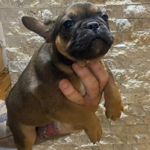 Francuski Buldog muški štenci