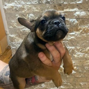 Francuski Buldog muški štenci