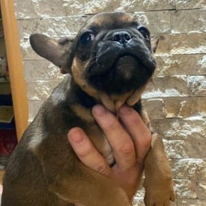 Francuski Buldog muški štenci