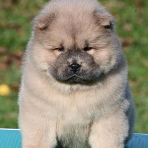 Chow Chow Cau Cau Čau Čau