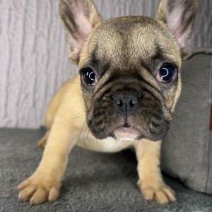 Francuski buldog stenci