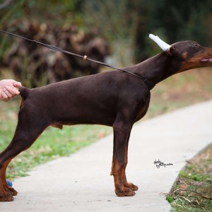 Doberman štenci na prodaju