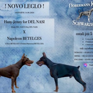 Doberman štenci na prodaju