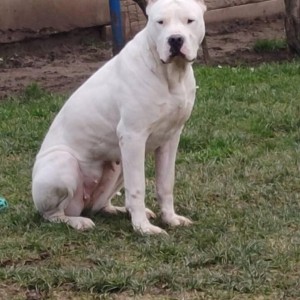 Dogo Argentino štenci