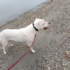 Dogo Argentino štenci