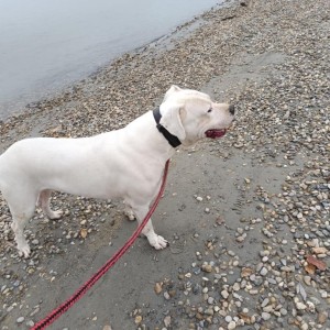 Dogo Argentino štenci