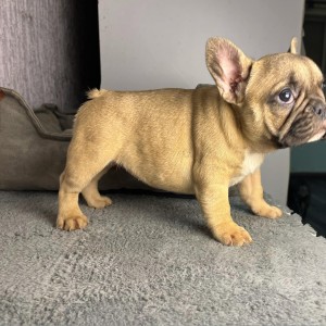 Francuski buldog stenci