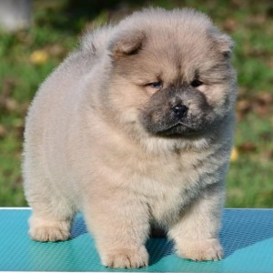 Chow Chow Cau Cau Čau Čau