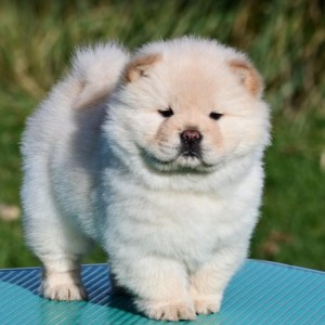 Chow Chow Cau Cau Čau Čau
