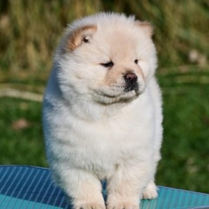 Chow Chow Cau Cau Čau Čau