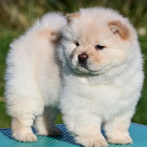Chow Chow Cau Cau Čau Čau
