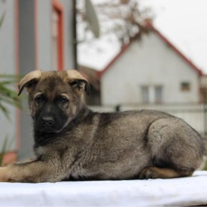 Radni nemacki ovcari na prodaju