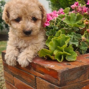 Labradoodle prelepi štenci
