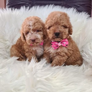 Labradoodle prelepi štenci