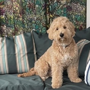 Labradoodle prelepi štenci