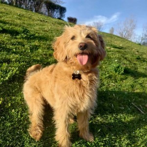 Labradoodle prelepi štenci