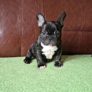 Francuski Buldog PRELEPI štenci