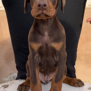 Doberman stenci