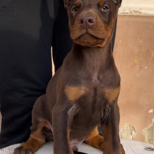 Doberman stenci