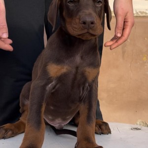 Doberman stenci