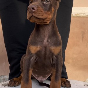 Doberman stenci