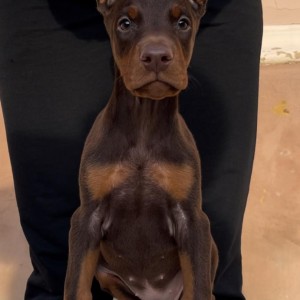 Doberman stenci