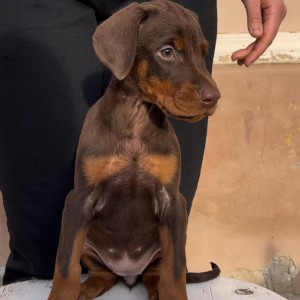 Doberman stenci