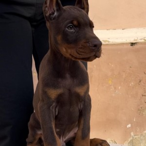 Doberman stenci