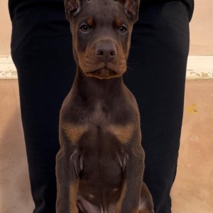 Doberman stenci