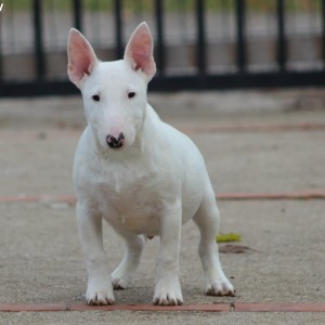 Minijaturni Bull Terijer štenci