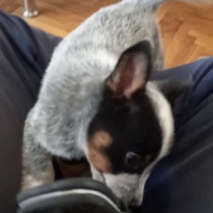 Australian Cattle Dog (Australijski govedar) štenci