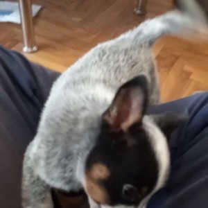Australian Cattle Dog (Australijski govedar) štenci