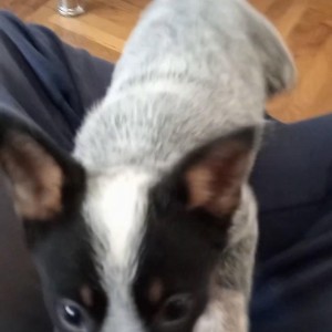 Australian Cattle Dog (Australijski govedar) štenci